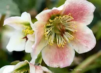 132-Helleborus-niger-3.webp