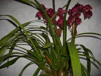 Cymbidium.webp