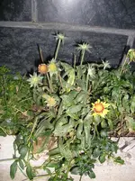 15_Dez_09 001.webp