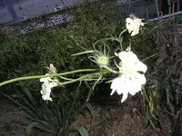 15_Dez_09 003.webp