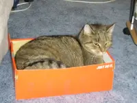 Oscar hat gesiegt.webp