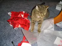 Und Cleo nimmt vorlieb mit dem Papier.webp