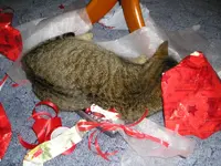 Und Cleo nimmt vorlieb mit dem Papier1.webp