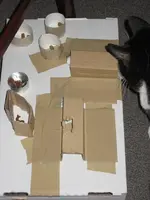 Katzen 004.webp