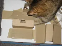 Katzen 010.webp
