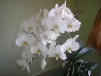 P1010568.webp