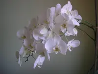 P1010569.webp
