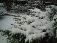 PIC00954.webp