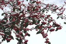 Vogelbeere2.webp