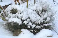 kleines Gras.webp
