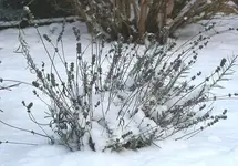 Lavendel2.webp