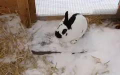 wintermops.webp