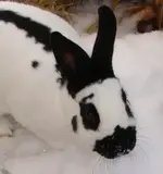 schneeschnäuzchen.webp