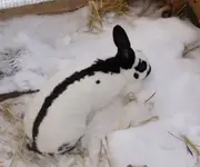 schneehasi 1.webp