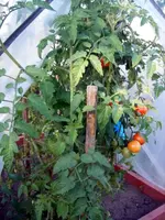09.09.2008  Garten Eltern 025.webp