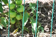 Tomaten 19.12.09.webp