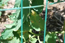 Tomaten...Pilzbefall? 19.12..webp