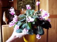 P1010001.webp