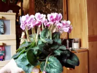 P1010002.webp