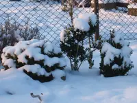Dezember09 017.webp