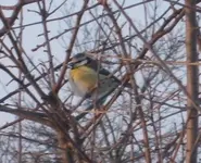 Dezember09 025.webp