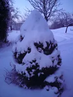 DSC00682.webp