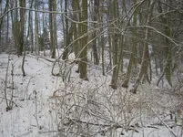015.webp