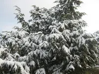 027.webp