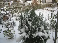 035.webp