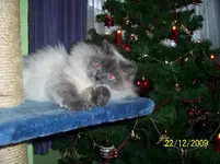 006.webp
