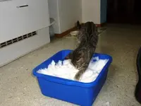 PSchnee4.webp