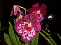 Miltonia.webp