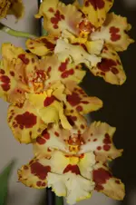 DSC_3416.webp