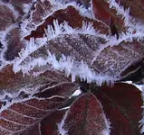 Eiskristall Buchenblatt.webp