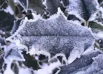 Eiskristall Ilex-Blatt.webp