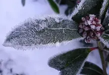 Eiskristall Skimmie.webp