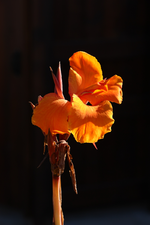 IMG_3691(1).webp