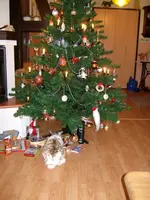 ALIM0947.webp