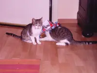 Weihnachten 2009 004.webp