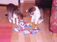Weihnachten 2009 005.webp