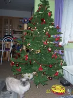 004.webp