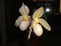 Orchideen 006.webp