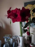 amarilies 001.webp