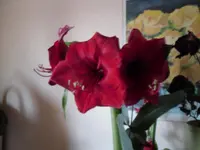 amarilies 002.webp