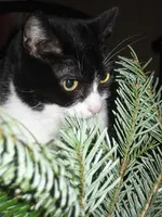 x-mas 2009 006 1.webp
