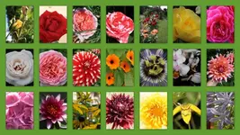 Blumen [800x600].webp