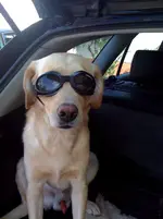 Barclay mit Autobrille Juni 2009 04.webp