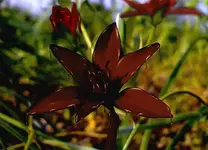 chocolat_016.webp