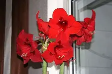 dunkelrote A2_klein.webp