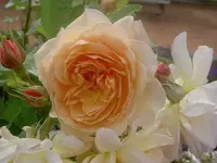 Dezember 2009 207 v.webp